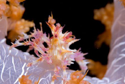 Soft Coral Crab, Solomon Islands by Andy Lerner 